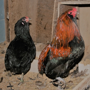 ����������