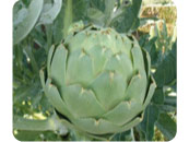 �����ƥ����硼�����᡼��