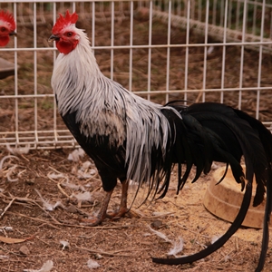 ��Ĺ�ܡ����ܤΥ��ʥ��ɥ�ˡ����������ʡʥ��������ܡ�