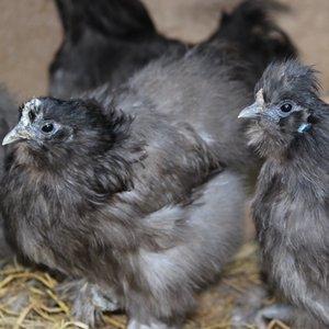 �����ܡʥ����å�����